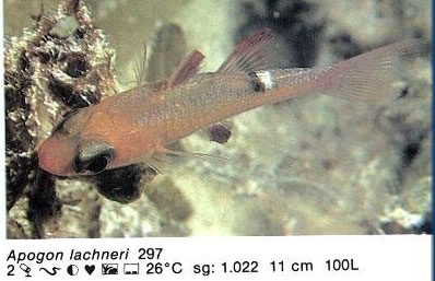 Apogon lachneri